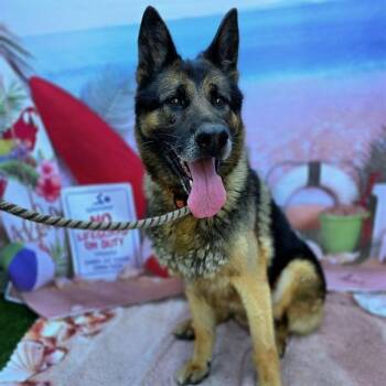 HURCULES -  German Shepherd Dog Dog for Adoption in Long Beach, California - HURCULES | PetCurious