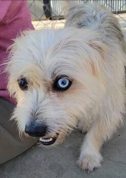 Simon aka Spots -  Terrier and Mixed Breed Dog for Adoption in Severance, Colorado - Simon Aka Spots | PetCurious