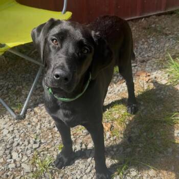Larry -  Black Labrador Retriever and Mixed Breed Dog for Adoption in Fairmont, West Virginia - Larry | PetCurious