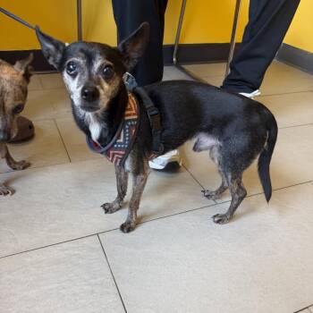 Chihuahua Dogs Available for Adoption in Newark, New Jersey - Rocky | PetCurious