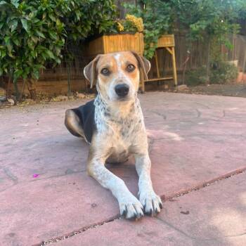 Hound and Mixed Breed Dogs Available for Adoption in Turlock, California - Jasmine | PetCurious