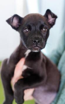 Labrador Retriever and Terrier Dogs Available for Adoption - Baby | PetCurious