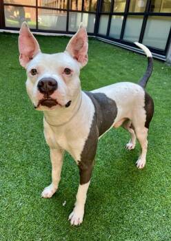 PETEY -  Pit Bull Terrier and Mixed Breed Dog for Adoption in San Francisco, California - PETEY | PetCurious