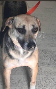 Roxy -  German Shepherd Dog and Mixed Breed Dog for Adoption in Houston, Texas - Roxy | PetCurious