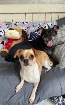 Bert (Bonded with Ernie) -  Chihuahua Dog for Adoption in Fort Worth, Texas - Bert (Bonded With Ernie) | PetCurious