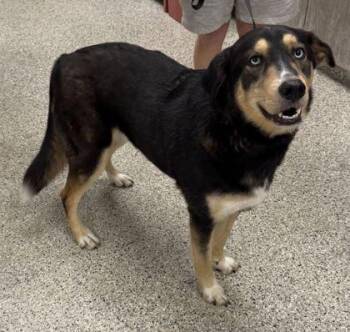 Laufey -  Siberian Husky and Mixed Breed Dog for Adoption in Kansas City, Missouri - Laufey | PetCurious
