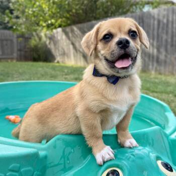 Oliver -  Pug Dog for Adoption in Fairfield, Connecticut - Oliver | PetCurious