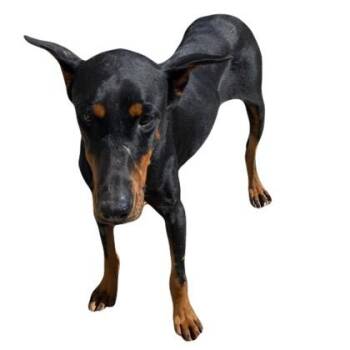 America -  Doberman Pinscher Dog for Adoption in Red Bluff, California - America | PetCurious