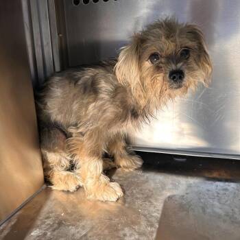 Duchess -  Schnauzer and Mixed Breed Dog for Adoption in Edinburg, Texas - Duchess | PetCurious