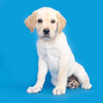 Mixed Breed Dogs Available for Adoption in Franklin, Tennessee - Astrid | PetCurious