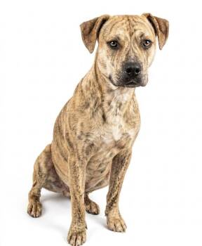 Mixed Breed Dogs Available for Adoption in Ossining, New York - Buddy | PetCurious