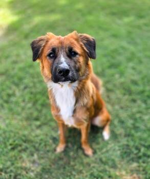 Lacie -  Shepherd Dog for Adoption in Gainesville, Texas - Lacie | PetCurious