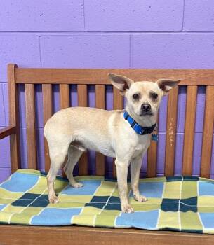 Chihuahua Dogs Available for Adoption in North Prairie, Wisconsin - **JABARKUS** | PetCurious