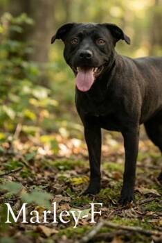 Labrador Retriever and Mixed Breed Dogs Available for Adoption - Marley | PetCurious