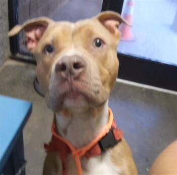 OOGIE BOOGY -  Pit Bull Terrier Dog for Adoption in Tulsa, Oklahoma - OOGIE BOOGY | PetCurious
