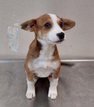 Terrier Dogs Available for Adoption in Mocksville, North Carolina - Border Collie Puppy 2(Harmony) | PetCurious