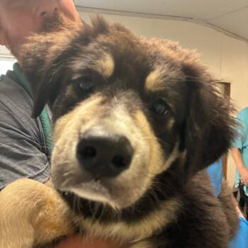 Great Pyrenees Dogs Available for Adoption in Eastford, Connecticut - CT Darla | PetCurious
