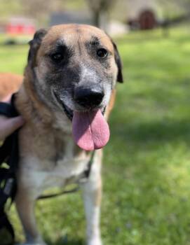 Kate -  Great Pyrenees Dog for Adoption in Ona, West Virginia - Kate | PetCurious