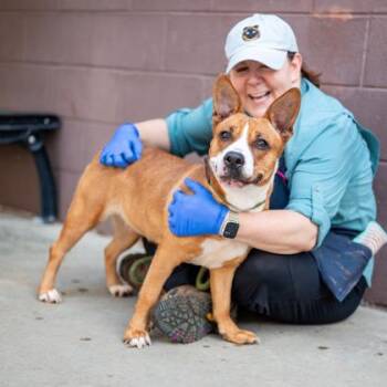 Flower Power -  Mixed Breed Dog for Adoption in Chamblee, Georgia - Flower Power | PetCurious