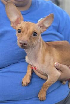 TROOPER -  Mixed Breed Dog for Adoption in Dallas, Texas - TROOPER | PetCurious