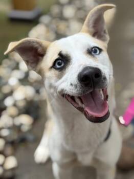 Husky and Pit Bull Terrier Dogs Available for Adoption - Delta | PetCurious