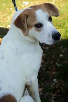 Beagle and Mixed Breed Dogs Available for Adoption in Cincinnati, Ohio - Badger | PetCurious