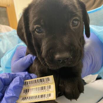 Tim Bradford -  Mixed Breed Dog for Adoption in Charleston, West Virginia - Tim Bradford | PetCurious