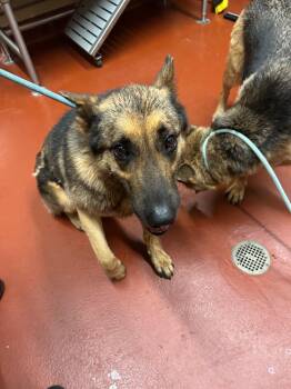 Keeva + -  German Shepherd Dog Dog Available for Adoption in Douglasville, Georgia - Keeva + | PetCurious