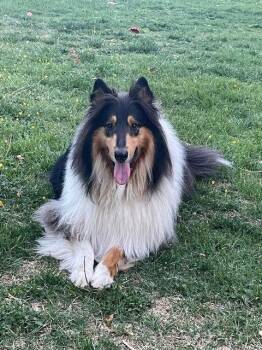 Collie Dogs Available for Adoption in Chantilly, Virginia - Kazuki | PetCurious