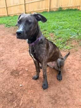 Flower -  Mixed Breed Dog for Adoption in Huntsville, Alabama - Flower | PetCurious