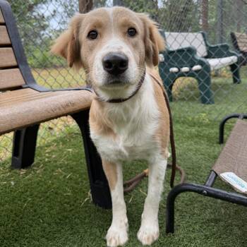 Golden Retriever Dogs Available for Adoption in Wando, South Carolina - Thunderbolt | PetCurious