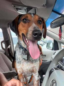 Ollie - Fostered in Omaha -  Beagle Dog for Adoption in Overland Park, Kansas - Ollie - Fostered In Omaha | PetCurious