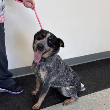 Maggie -  Australian Cattle Dog Blue Heeler and Mixed Breed Dog for Adoption in Galax, Virginia - Maggie | PetCurious