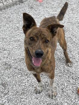 Buckeye -  Australian Cattle Dog Blue Heeler Dog for Adoption in Bolivar, Missouri - Buckeye | PetCurious