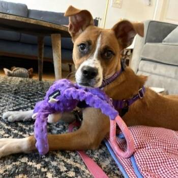 Hilaria -  Boxer Dog for Adoption in Williston, Vermont - Hilaria | PetCurious