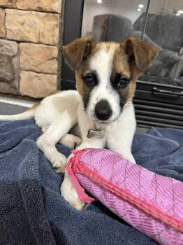 Rescue Mixed Breed Dogs for Adoption in Grand Forks, North Dakota - Beckham | PetCurious