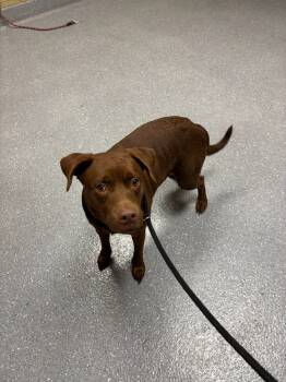 Rescue Labrador Retriever Dogs for Adoption in Greenfield, Indiana - Sweet Potato | PetCurious