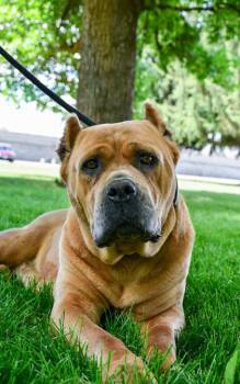 Pancha -  Presa Canario and Mixed Breed Dog for Adoption in Yakima, Washington - Pancha | PetCurious