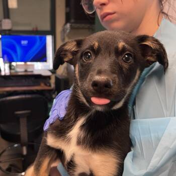 Shepherd Dogs Available for Adoption - Saoirse | PetCurious