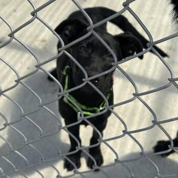Nelson -  Black Labrador Retriever and Mixed Breed Dog for Adoption in Uniontown, Pennsylvania - Nelson | PetCurious