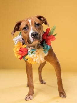 Nello -  Mixed Breed Dog Available for Adoption in Atlanta, Georgia - Nello | PetCurious