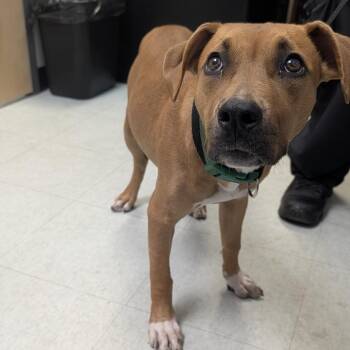 micha -  Mixed Breed Dog for Adoption in Philadelphia, Pennsylvania - Micha | PetCurious