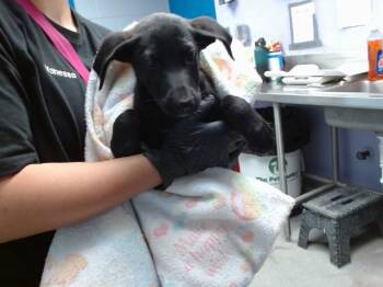 ZEBRA -  Labrador Retriever and Mixed Breed Dog for Adoption in Albuquerque, New Mexico - ZEBRA | PetCurious