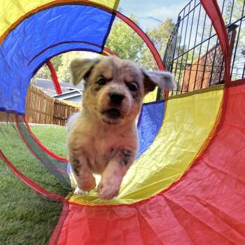 Mixed Breed Dogs Available for Adoption in Flagstaff, Arizona - Roboto - In Foster! | PetCurious