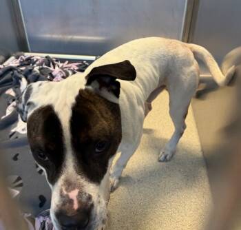 Rescue Mixed Breed Dogs for Adoption in Pontiac, Michigan - Stewart | PetCurious