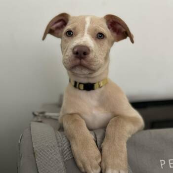 Buttercup -  American Staffordshire Terrier and Labrador Retriever Dog for Adoption in South Houston, Texas - Buttercup | PetCurious