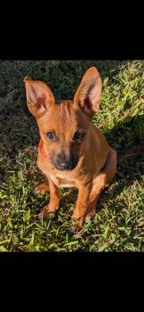 Belinda -  Chihuahua Dog for Adoption in Virginia Beach, Virginia - Belinda | PetCurious