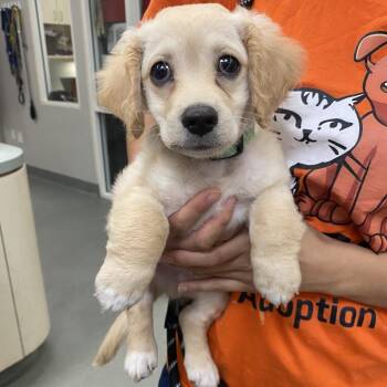 WAGS-Stray-22333 -  Spaniel and Mixed Breed Dog for Adoption in Westminster, California - WAGS-Stray-22333 | PetCurious