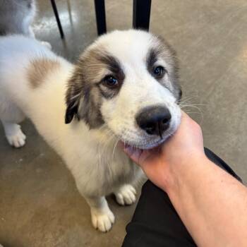 Santiago -  Anatolian Shepherd and Great Pyrenees Dog for Adoption in Mankato, Minnesota - Santiago | PetCurious