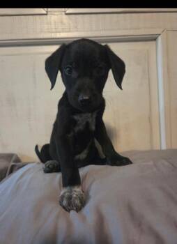 Apollo -  Flat Coated Retriever Dog for Adoption in Midway, Utah - Apollo | PetCurious